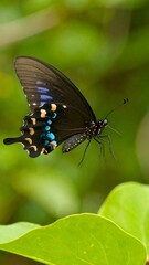 Fototapeta premium Butterfly in flight, outdoor, nature