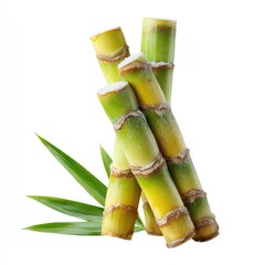 Fototapeta premium Sugarcane stalks with leaves (1)