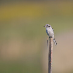 Raubwürger (Lanius excubitor) auf Holzpfahl in freier Natur, detailreiche Nahaufnahme mit weichem Bokeh und großzügiger Textfläche, ruhige Bildkomposition, quadratisches 1:1 Format 