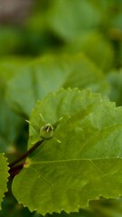 Close up of a green hibiscus leaf with a water droplet in natural light