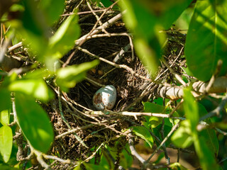 Mourning Dove's egg in the abandoned nest of another species of bird