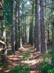 Between rows of pine for a shelterbelt