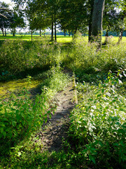 A bridge crossing to an overgrown island in a pond
