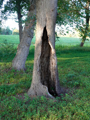 A living tree with a hollow trunk at its base