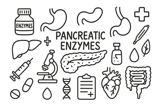 Pancreas Anatomy Doodles. Hand-drawn doodle illustration pancreatic enzymes anatomy pancreas, enzyme bottle, stomach, intestines,