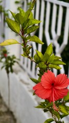 Closeup of a vibrant red hibiscus flower blooming in a tropical garden