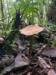 Closeup of Exotic Fungi on Rainforest Floor