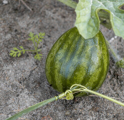 A tiny watermelon growing in a home garden