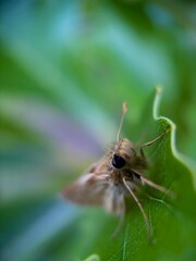 moth on a leaf