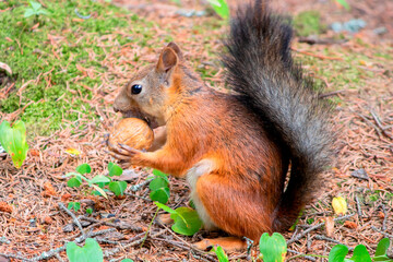 A wild, fluffy forest squirrel holds a walnut in its paws.