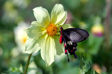 butterfly collecting nectar from dahlia flower