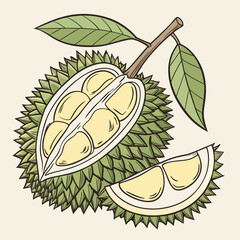 Illustration of a ripe durian fruit cut in half showing creamy yellow flesh and segments with leaves