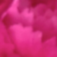 Abstract soft pink background from petal for love, wedding, luxury, romantic, valentine