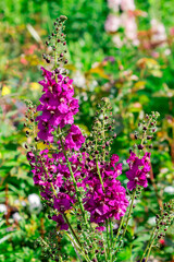 A blooming tall bush of purple delphinium in a summer flowerbed.