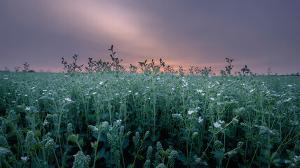 Blooming field at sunset with soft purple sky