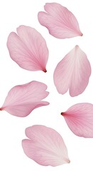Obraz premium Delicate Pink Cherry Blossom Petals Falling Against White Background.