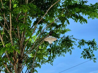 Outdoor light bulb attached to tree branch surrounded by green leaves under blue sky