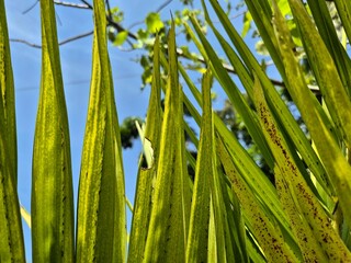 Close-up of long green palm leaves against blue sky with sunlight and natural background