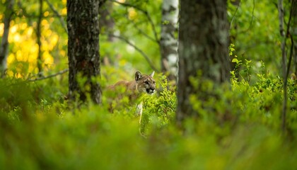 Cougar in Forest Scene