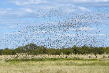 Blutschnabelwebervögel (quela quela) fliegen zum Wasserloch im Etoscha Nationalpark
