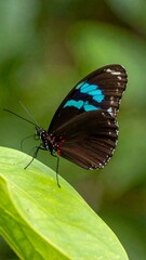 Butterfly on Green Leaf Closeup