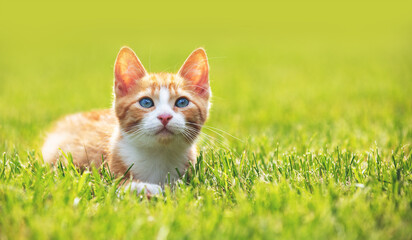 Portrait of a little kitten on the grass on a sunny summer day
