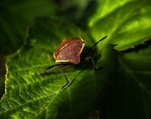 brown stinkbug