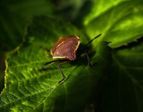 brown stinkbug