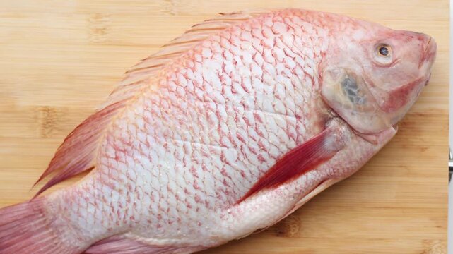 One fresh Red Tilapia fish on a wooden board on a white background.