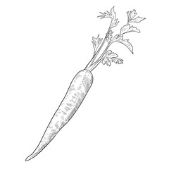 Carrot Botanical Sketch Illustration Hand Drawn