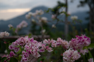 Obraz premium Bright colored bougainvillea flower blooming over mountain as a background