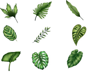 Collection of Green Leaves Illustrations
