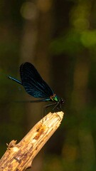 Dragonfly on a branch
