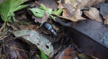 Wild Tropical Beetle Crawling in Natural Jungle Habitat
