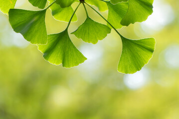 夏の太陽で明るく輝く緑のイチョウ