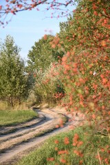 Early autumn rural landscape with a road through the branches, warm colors
