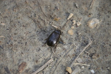 Kleiner Kolbenwasserkäfer