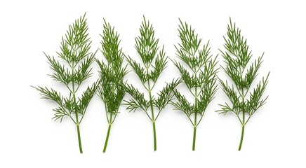 Five fresh green sprigs of dill weed arranged in a neat row and isolated on a white background.