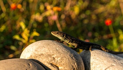 Lizard on Rocks in Garden (1)