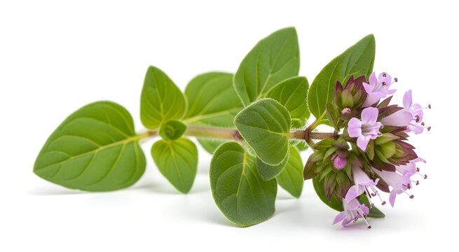 Fresh oregano sprig with vibrant green leaves and delicate light purple flowers, isolated on white.