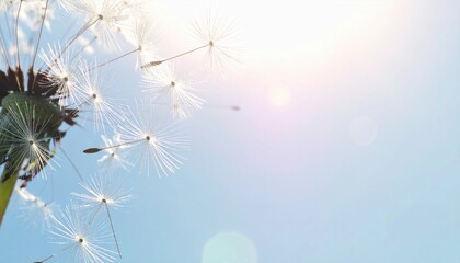 光に包まれるタンポポの綿毛　クローズアップ