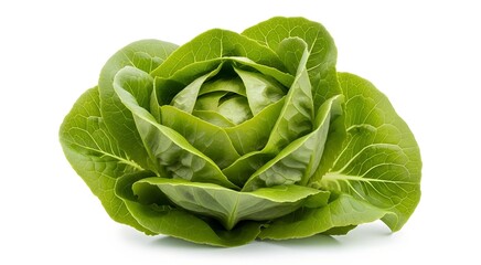 A fresh, vibrant green head of butter lettuce with tightly packed leaves, isolated on a clean white background.