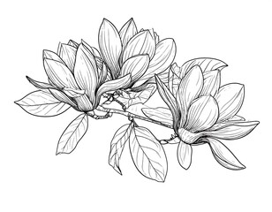 Elegant magnolia blossoms on a branch