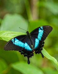 Butterfly on Leaf, Tropical Garden (1)
