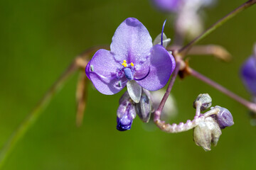 A vibrant, close-up macro of a purple and blue iris flower in full spring bloom © wannasak