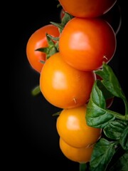 Several tomatoes on a dark background, grown on a terrace. Close up.
