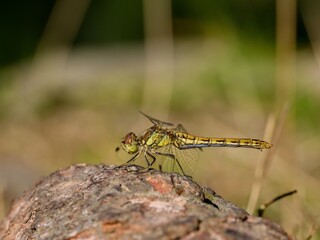 Dragonfly (Sympetrum depressiusculum), female. Rare in Central Europe. Close up.