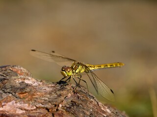 Dragonfly (Sympetrum depressiusculum), female. Rare in Central Europe. Close up.
