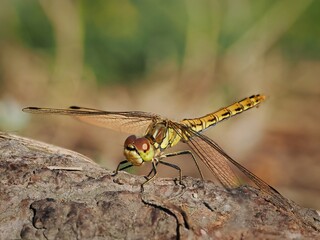 Dragonfly (Sympetrum depressiusculum), female. Rare in Central Europe. Close up.