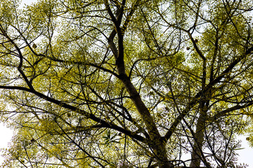 Tree Canopy With Tiny Yellow Leaves and Dark Branches Against Pale Sky Background